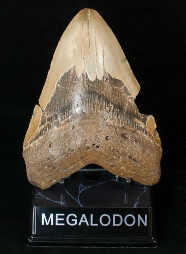 Huge Megalodon Tooth - North Carolina #15997